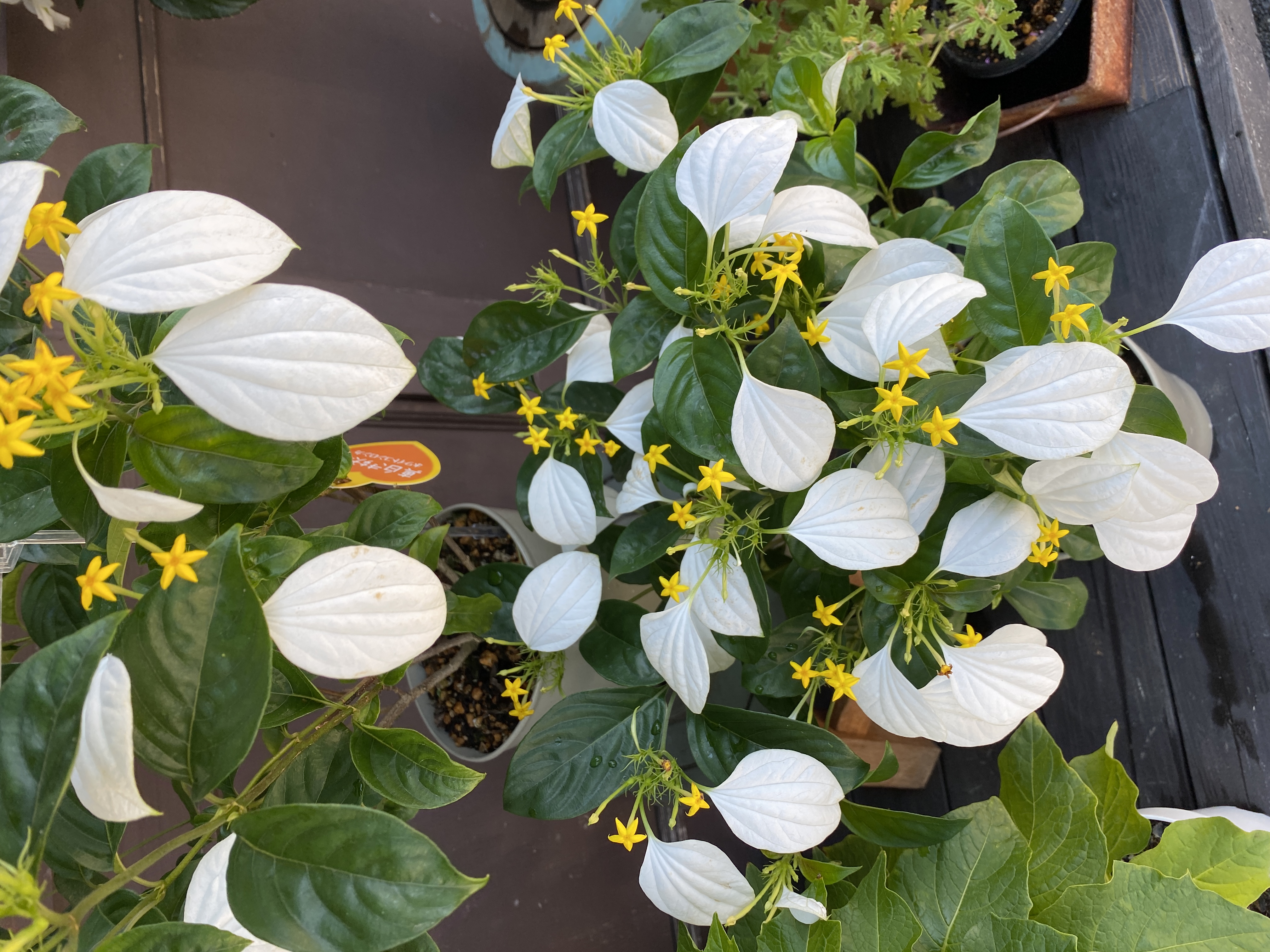 コンロンカ 有 花のセイカエン